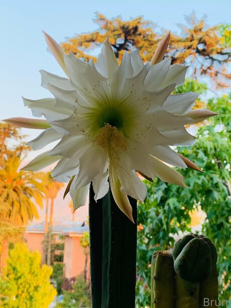 Brunabyers pornstar best images