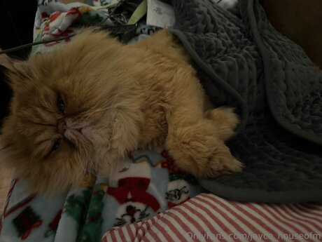 Jayce Houseofm sex actress photos