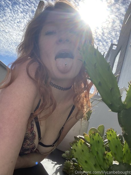 lily ana porn actress image