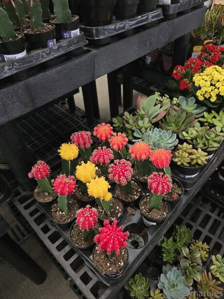 Gnarlymarbles sexy model archive