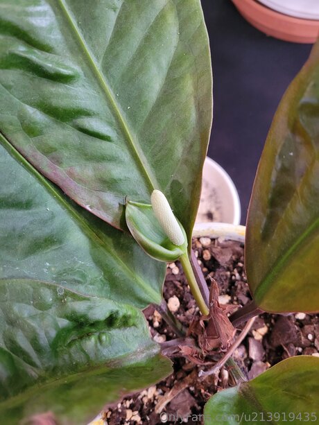 U213919435 model nice photo