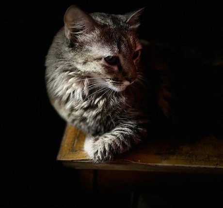 Zoya Rathore model naked gallery