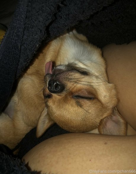 Pchan666 star free image