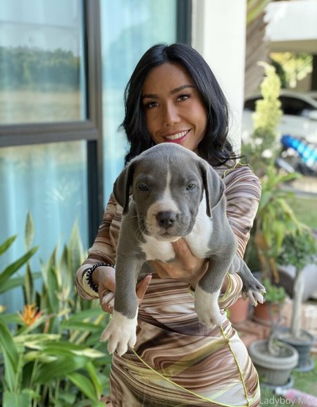 ladyboymos pornstar free image