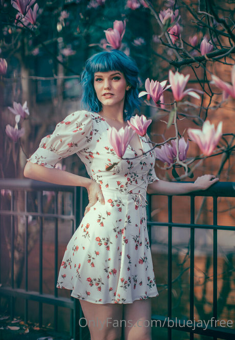 bluejayfree star high quality images