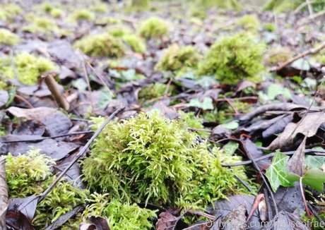 houseofrae hot pornstar photos