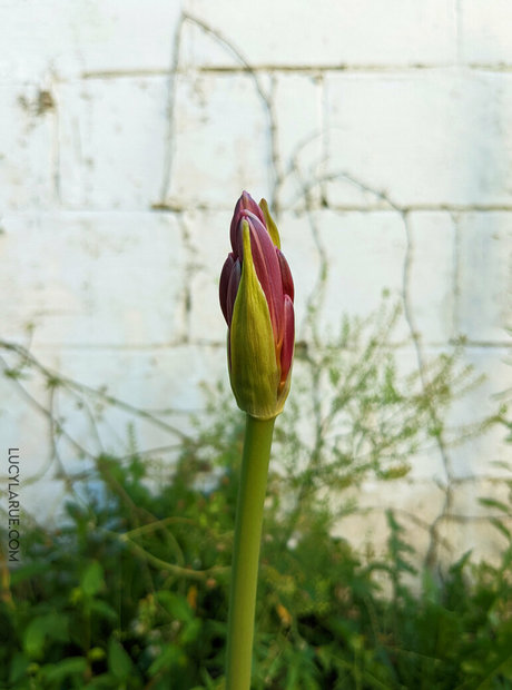 lucylarue sex pornstar photos