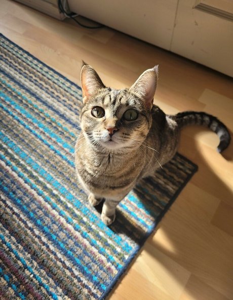 Midnight Vulpi top actress img