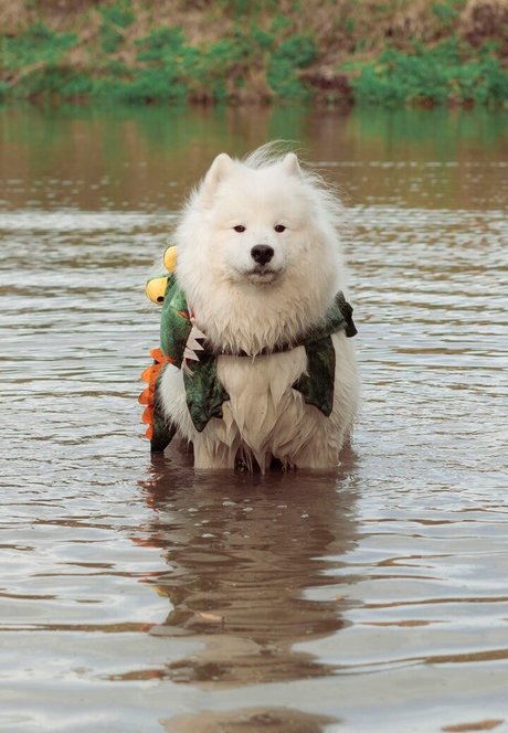 japanese teen onlyfans nude pic