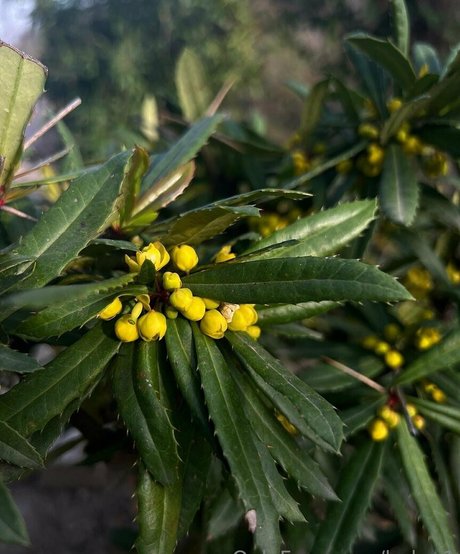 helga1 pornstar nice gallery