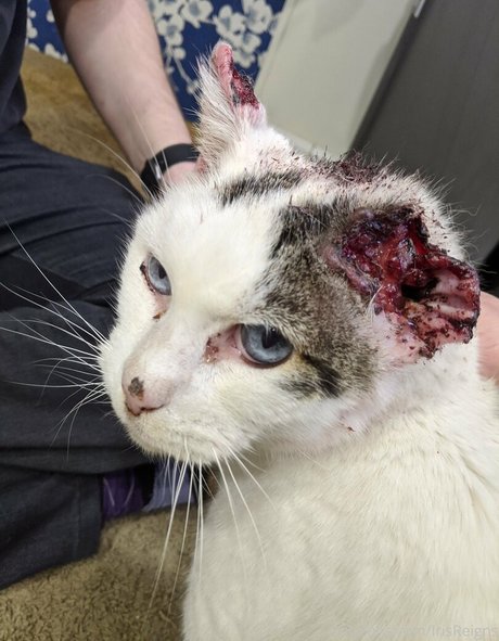 irisreigns pornstar hd image