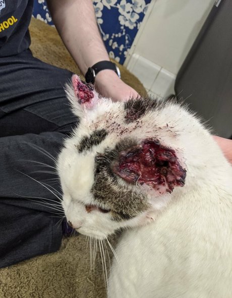 irisreigns pretty actress photo