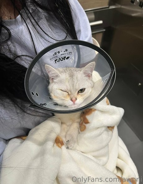 awnni pornstar archive