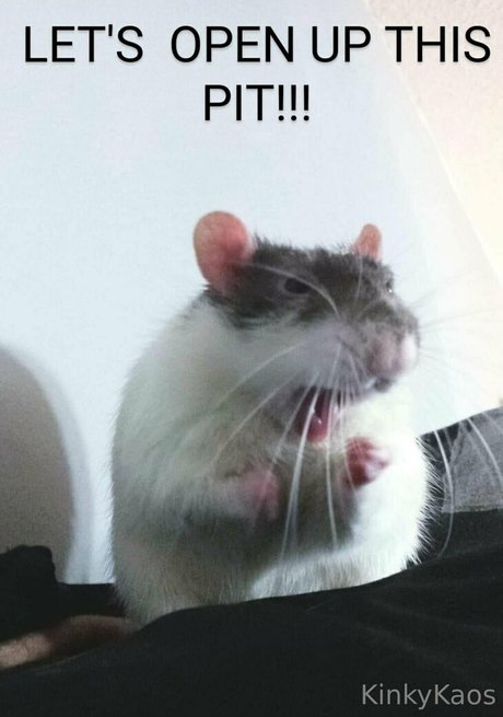 kinkykaoskings pornstar sex pic