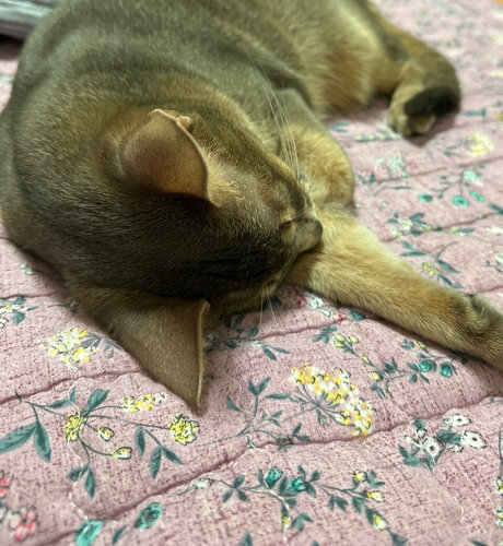 asuna hot pornstar galleries