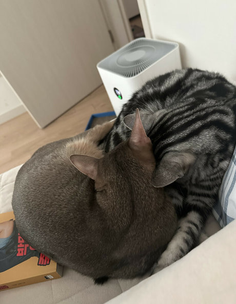 asuna nice star image