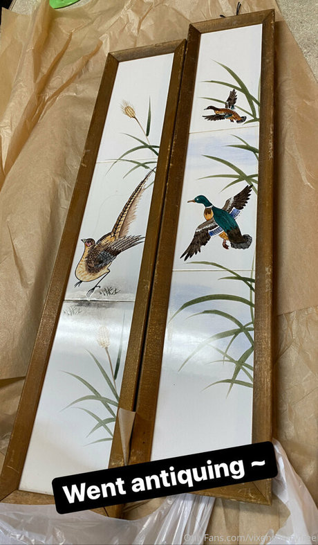 vixenshelbyfree pornstar pretty pics