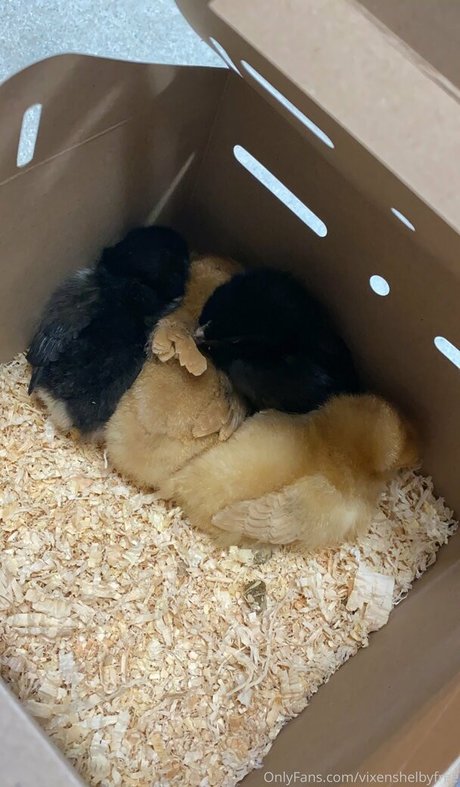 vixenshelbyfree star best images