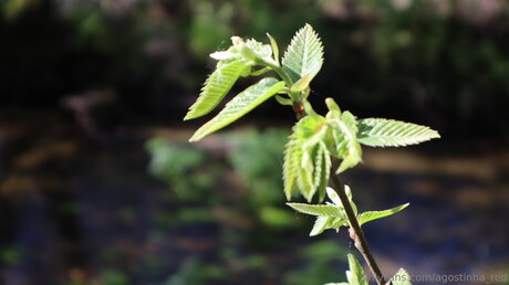 Agostinha Red pretty actress img