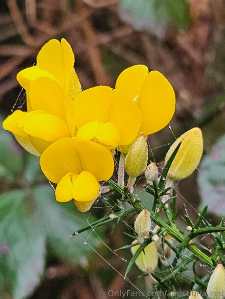 Agostinha Red pretty actress archive