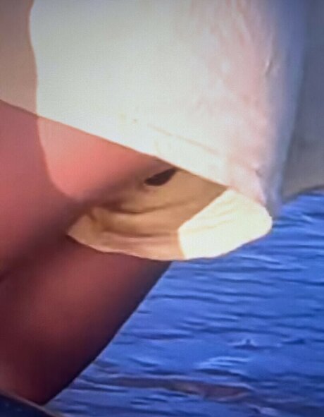 Sailing The Far Side star top photo