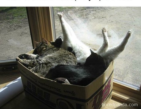 sweet kte pornstar art images