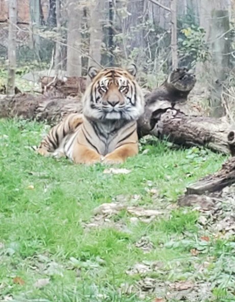 sonjahaze model high quality image