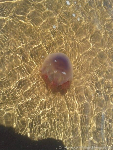 Cadillac star perfect pictures