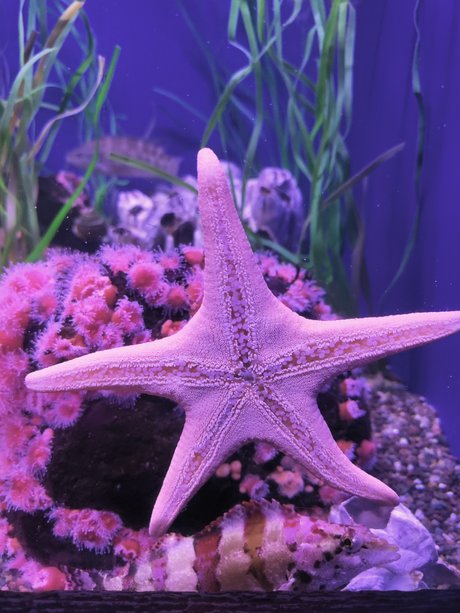 MamaBear008 sex pornstar picture