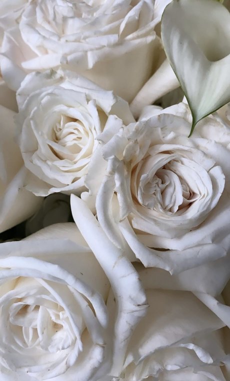 _helle perfect actress archive