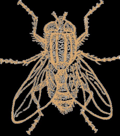 Model Individual pretty actress image