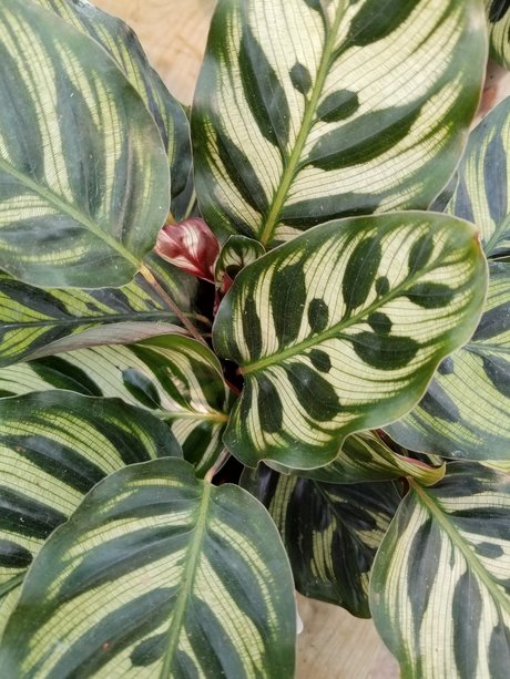 annie_ nude pornstar images