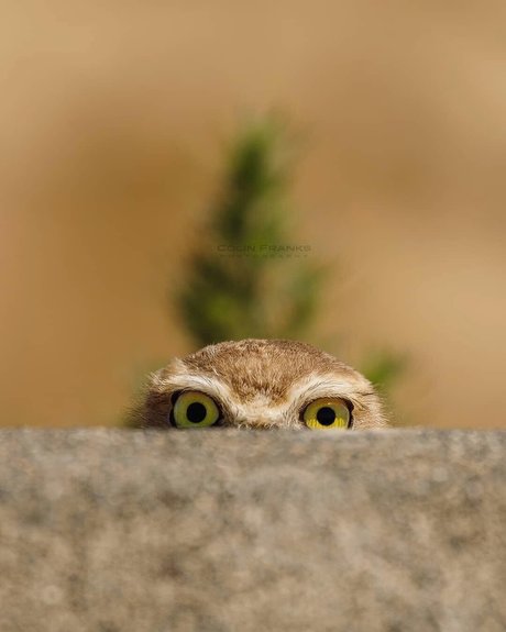 Mr Dance hot actress galleries