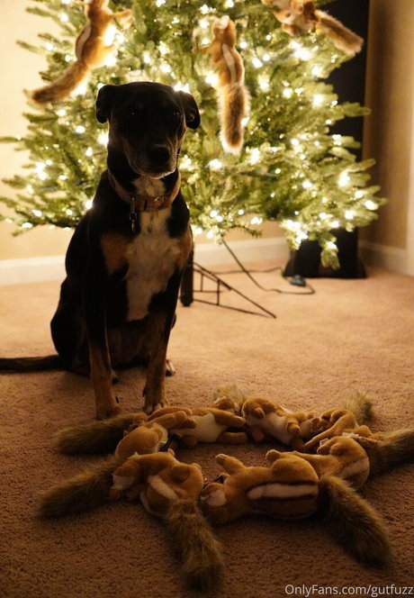 gutfuzz star nice gallery