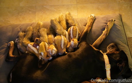 gutfuzz model hd pictures