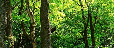 monicutex2 art actress image