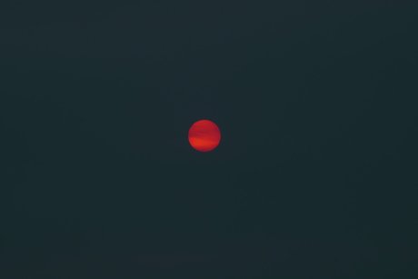 oddhoney star top pic