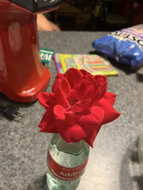 Precious Peach top model archive