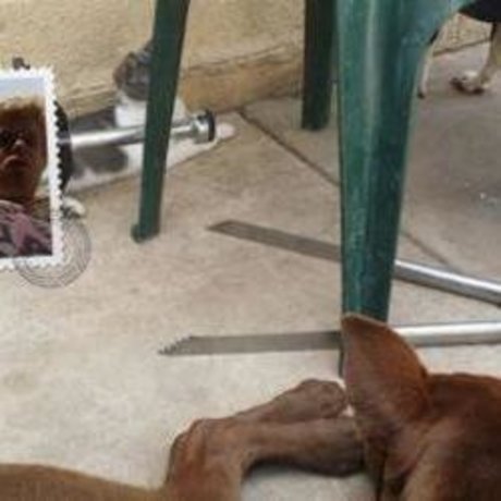 Dustin Menchue model nice image