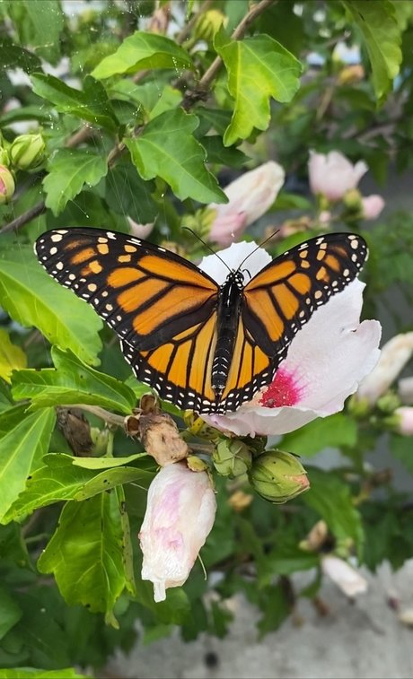 Pink Ribbons_ model nude picture