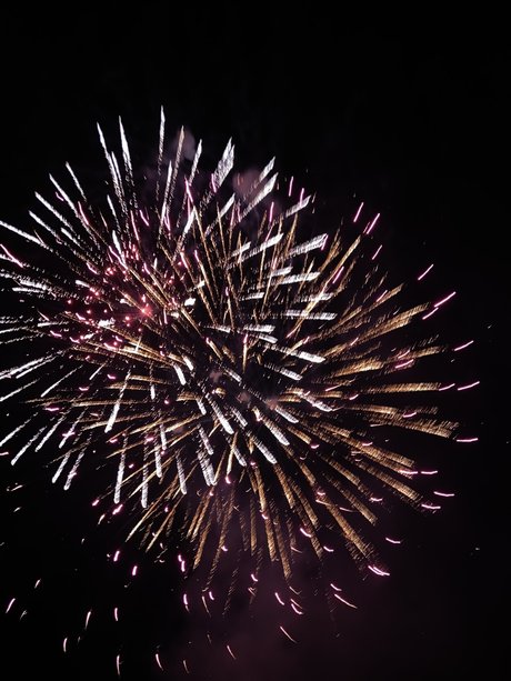 gerbil high quality star pictures