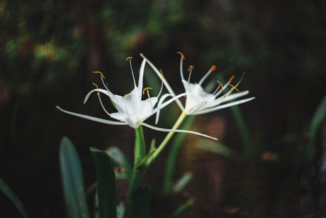 Robin Essosi pornographic model photo