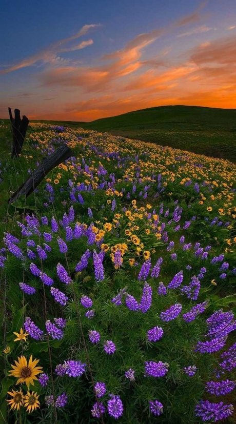 Ari Berry_ model beautiful img