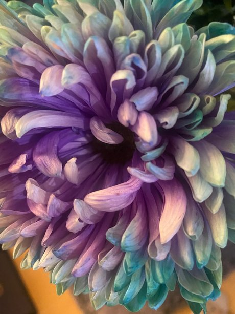 Sternf e star naked pictures