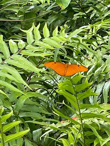 Frescia star naked archive