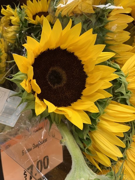 Anistasia Verel pornstar free galleries