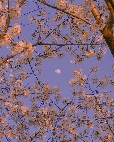 bambi beautiful model picture