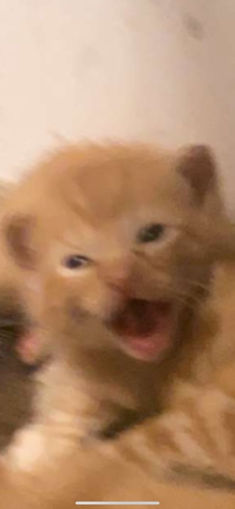 Isaac Gonzalez sex pornstar archive