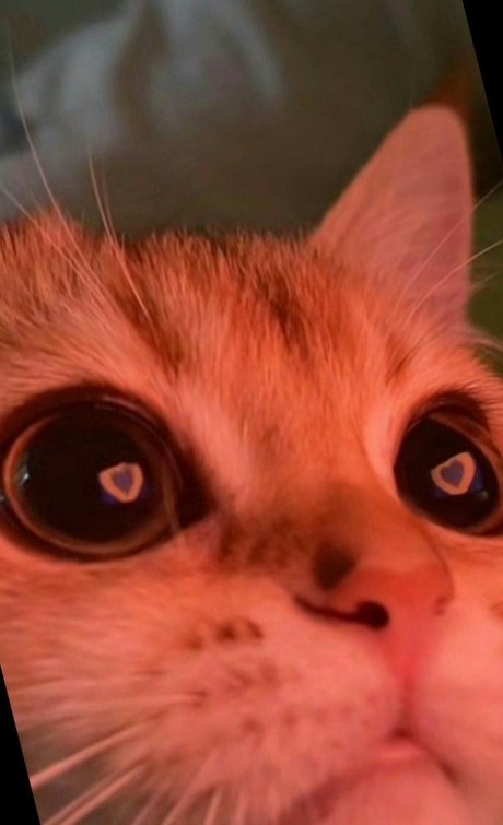 Melani Pineda model high quality images