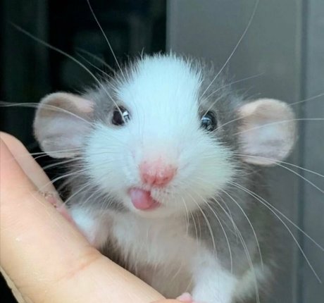 softbunnyrae free pornstar img